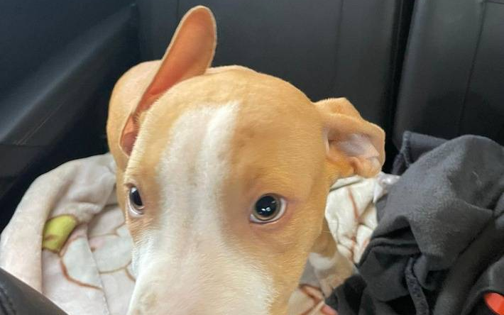 hunde-welpen-polizei-radio-essen