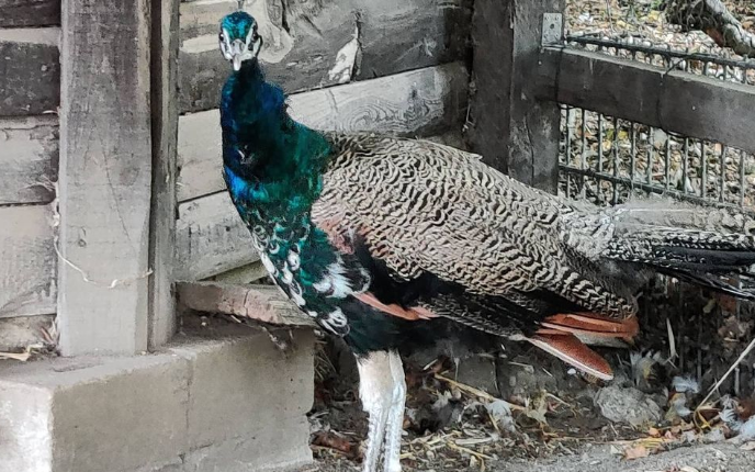 Ausgebüxter Pfau der Jugendfarm in Essen