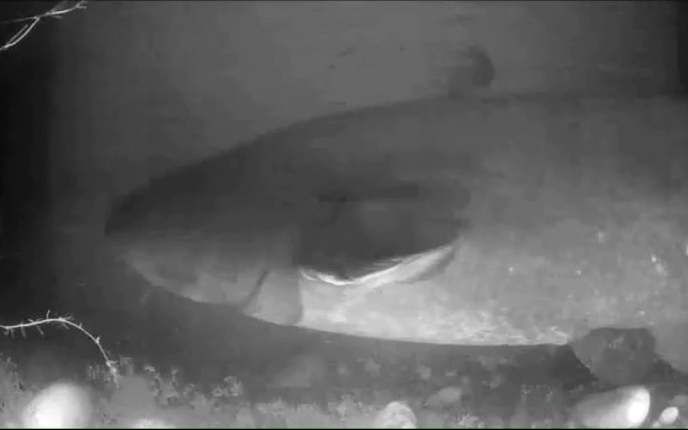 Wels im Fischlift am Baldeneysee der Ruhr