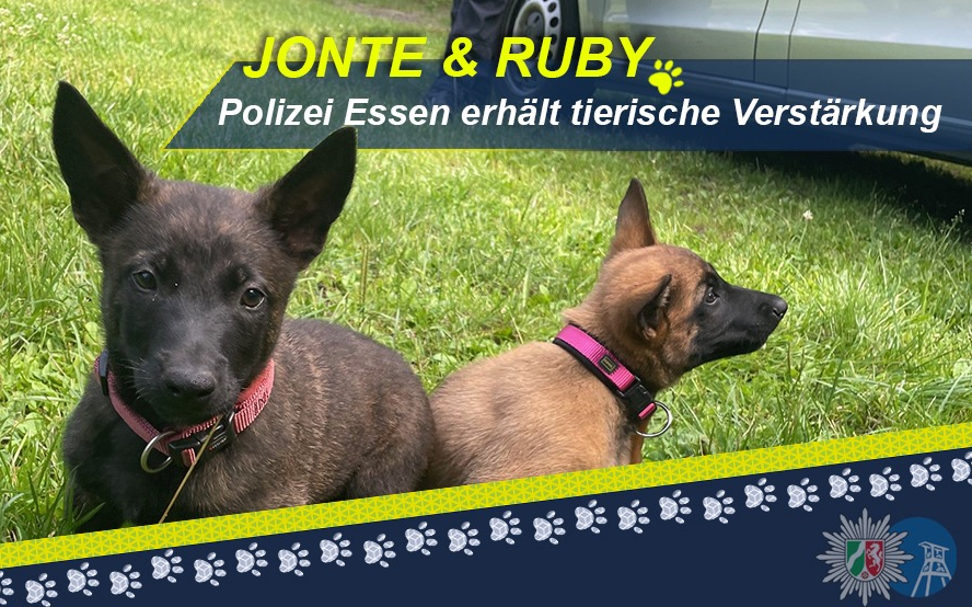 Neue Polizei-Hundewelpen für Essen