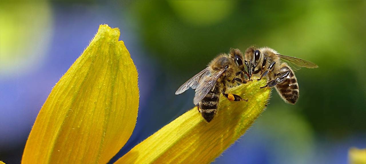 Verband will Faulbrut bei Bienen in Essen verhindern