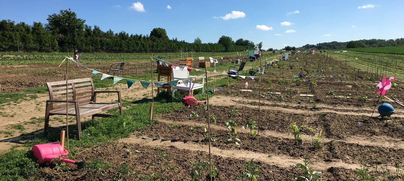 Felder zum Mieten in Essen: Frisches Gemüse selbst ernten