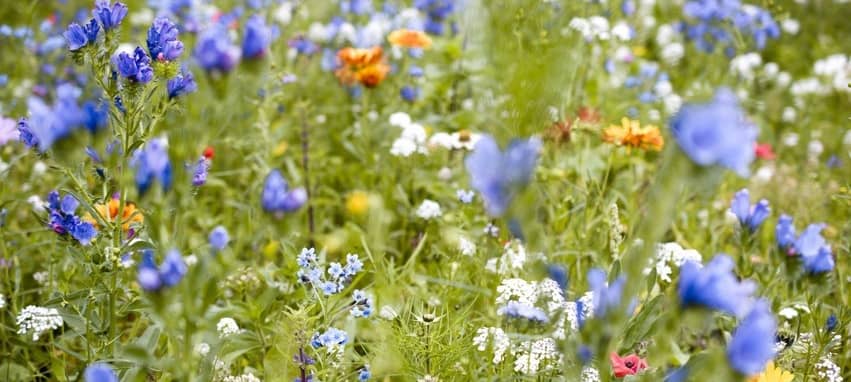 Tausende Blumen für Uniklinik in Essen
