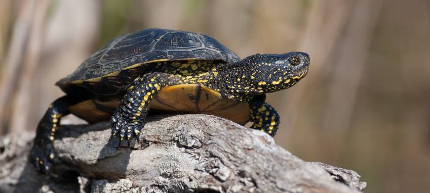 Stadt Essen warnt: Diese Souvenirs auf keinen Fall aus dem Urlaub mitbringen