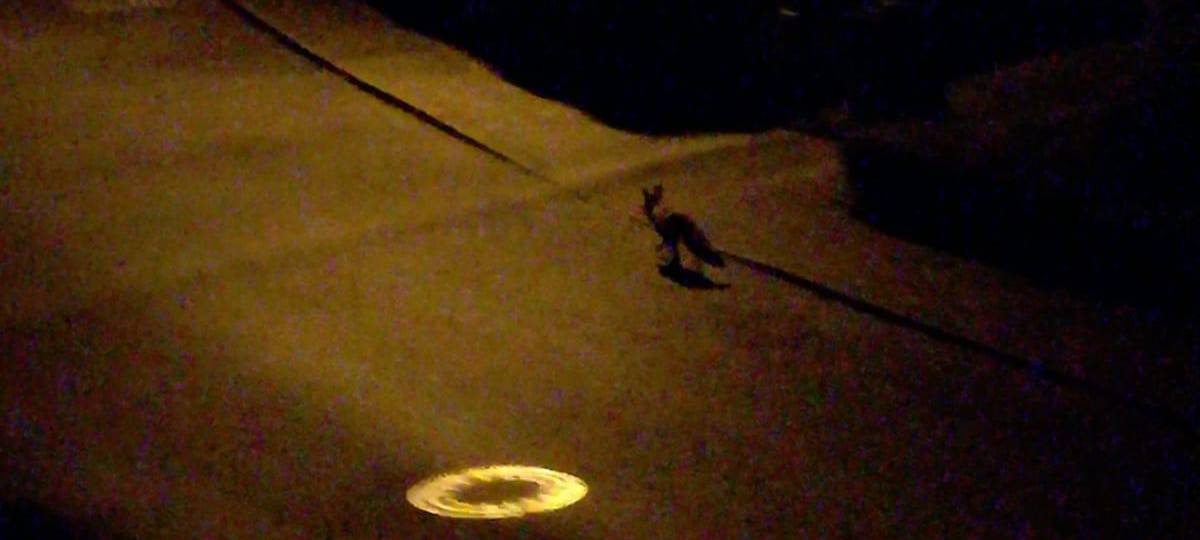 Angelikas Sohn hat am Stratmannshang in Gerschede einen Fuchs gesehen.