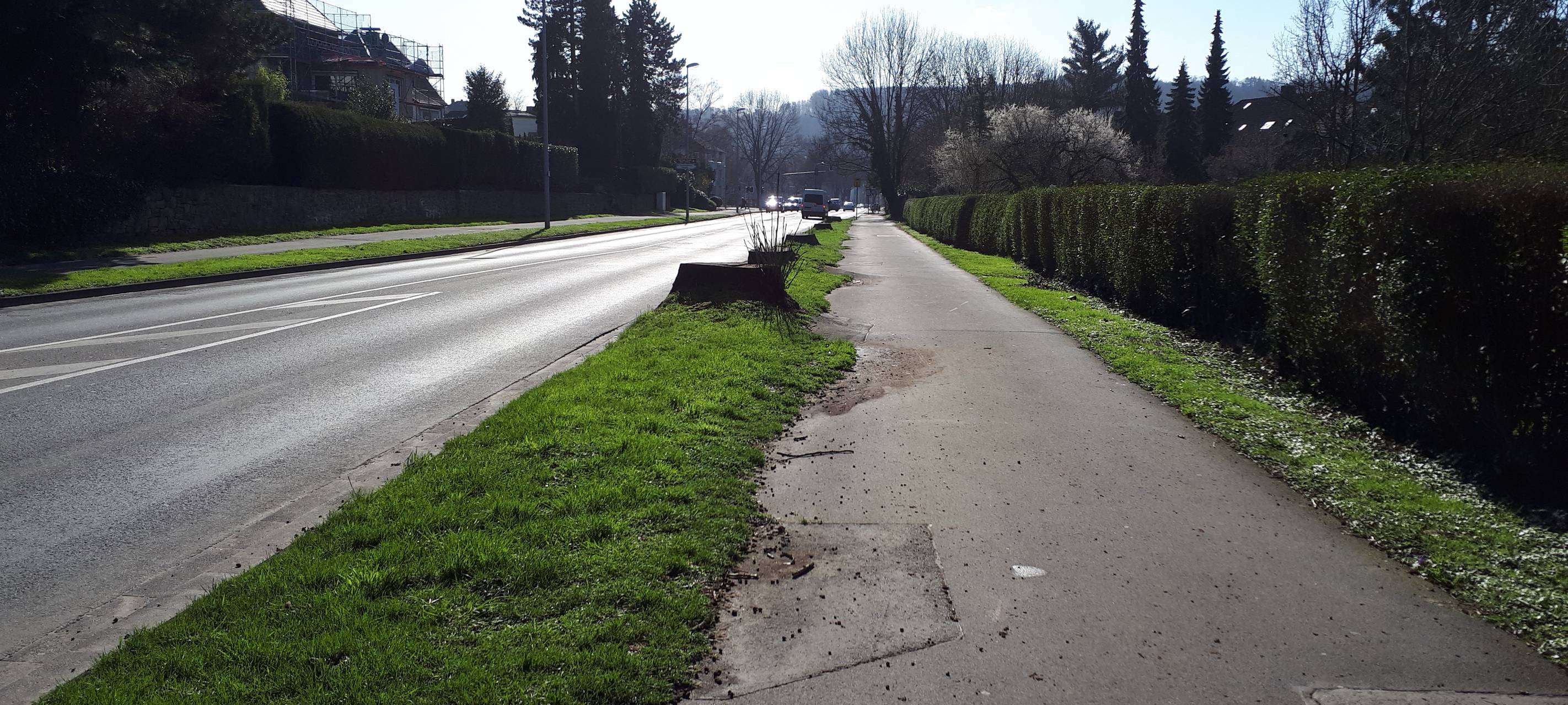 Bäume: In diesen Stadtteilen müssen Gefahr-Bäume weg