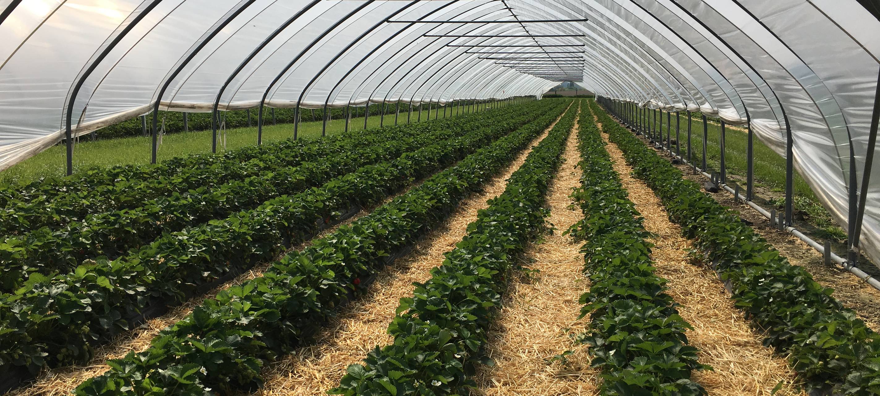 Essen: Spargel und Erdbeeren brauchen dieses Jahr etwas länger