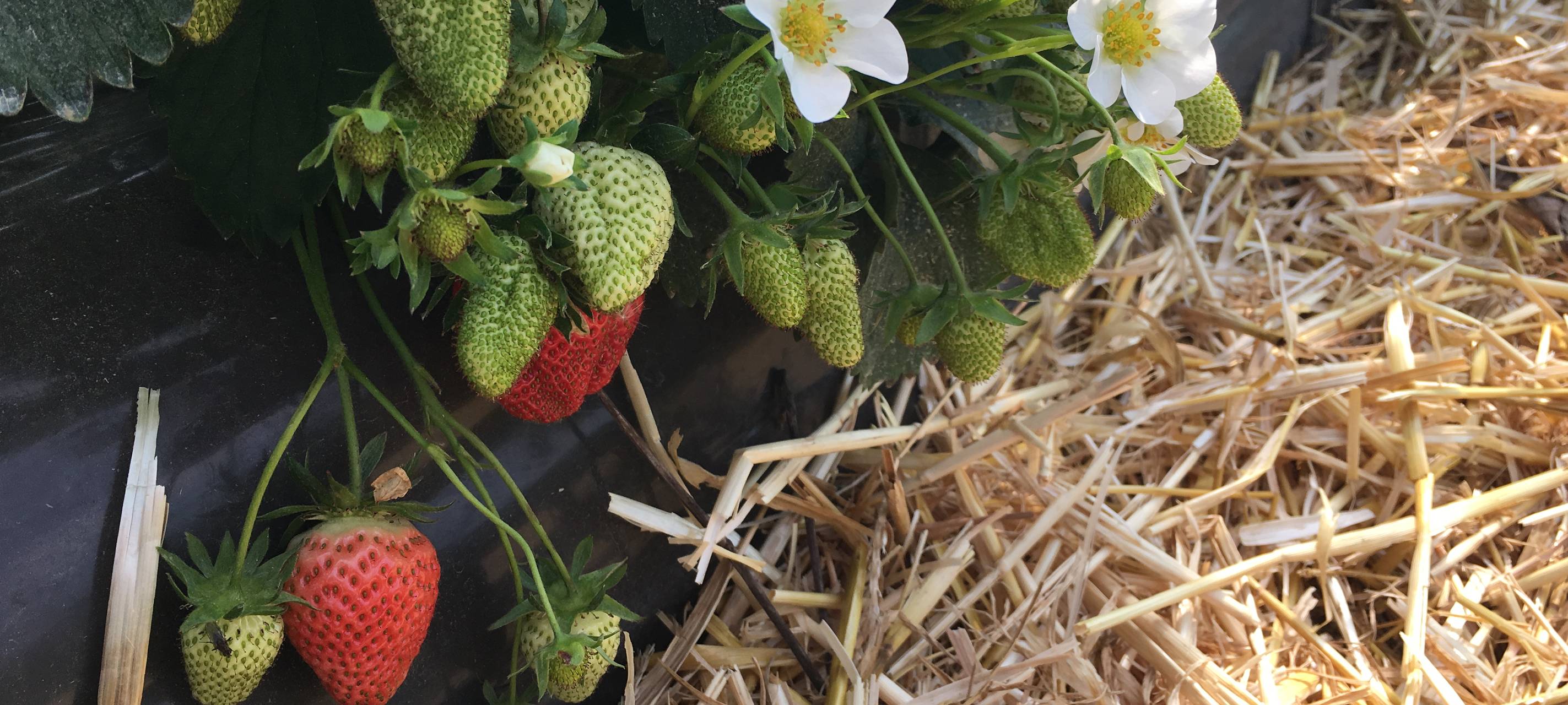Erdbeeren aus Essen - Die Freilandsaison geht langsam los
