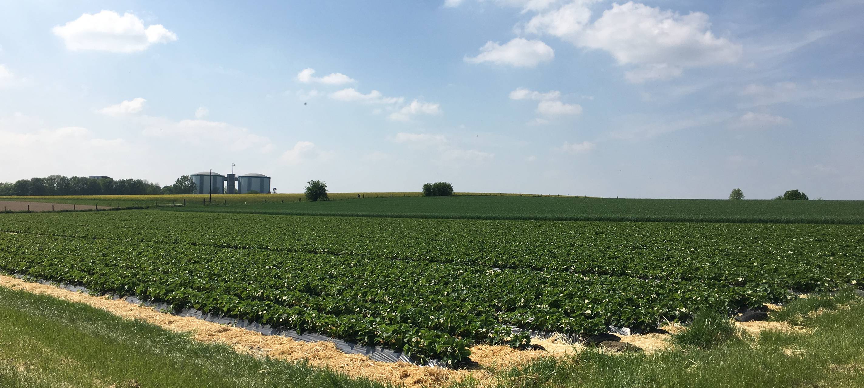 Bauerndemo: Essener Landwirte demonstrieren wütend in Bonn