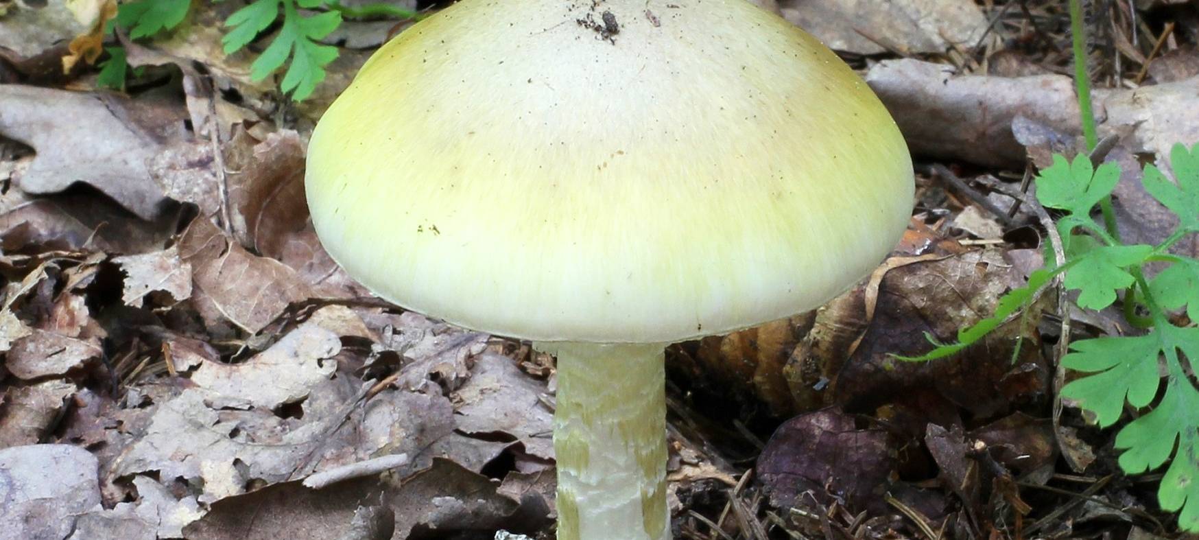 Uniklinik Essen warnt vor giftigen Pilzen: Kinder in Lebensgefahr