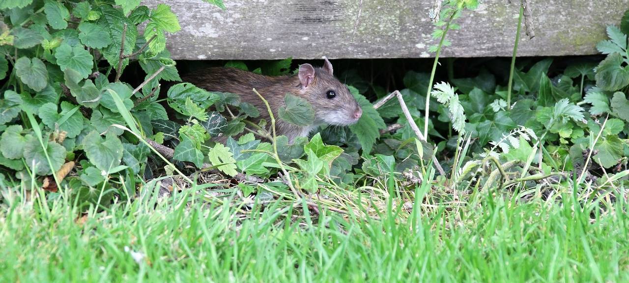 Essen: Ratten-Plage auf Spielplätzen - SPD fordert schnelle Maßnahmen