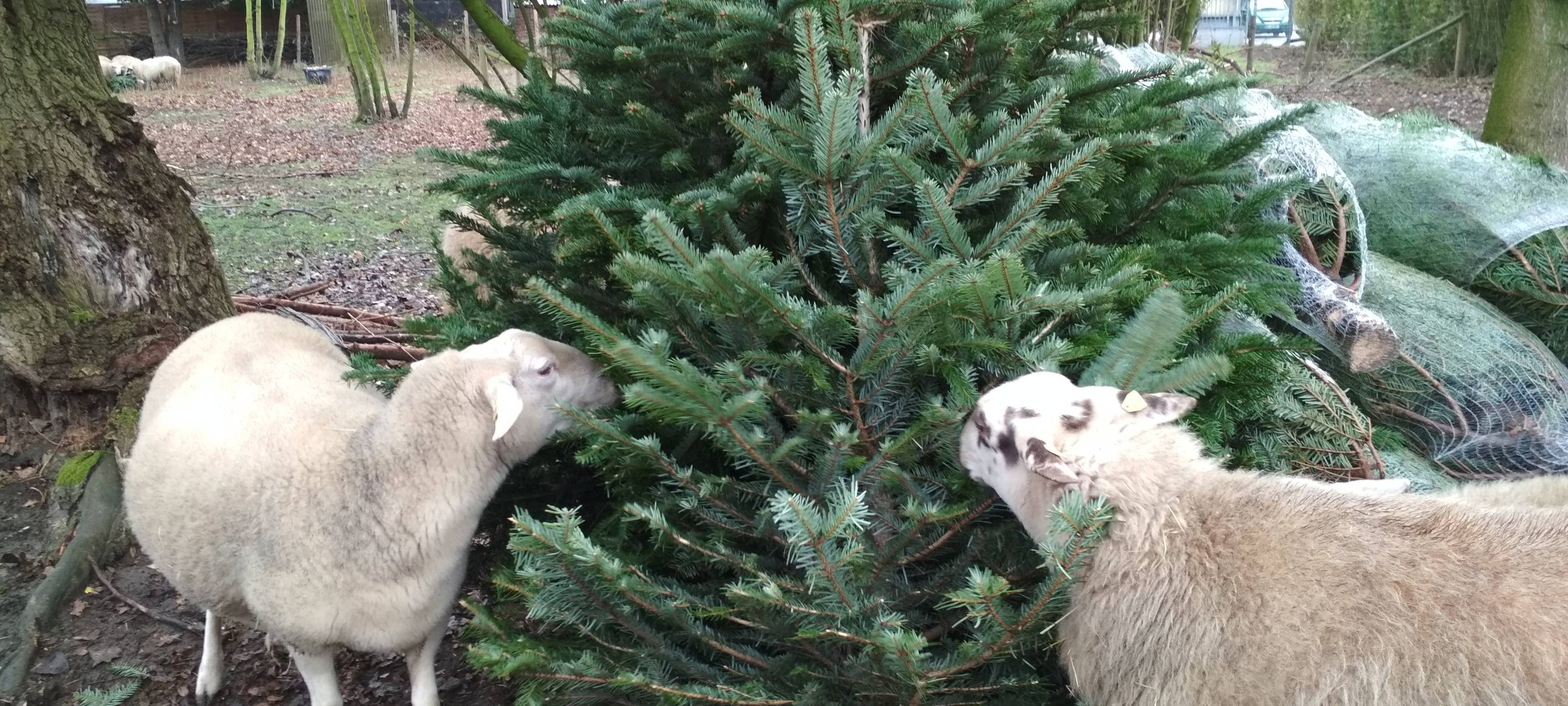 Tannenbaum in Essen entsorgen: Abholung startet