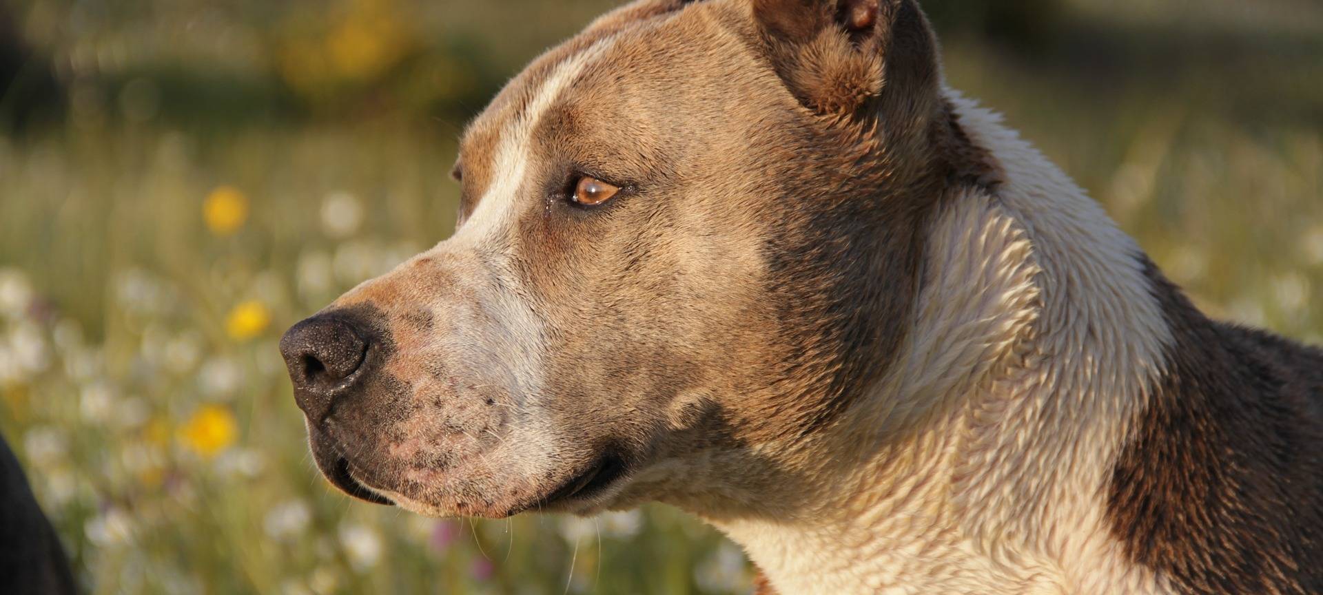 Weniger Hundesteuer in Essen für gefährliche Hunde