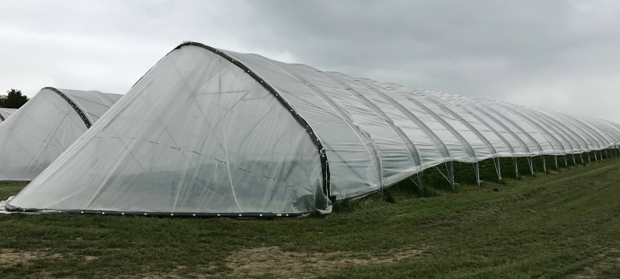 Bauern in Essen: Fehlende Erntehelfer könnte zu Problemen führen