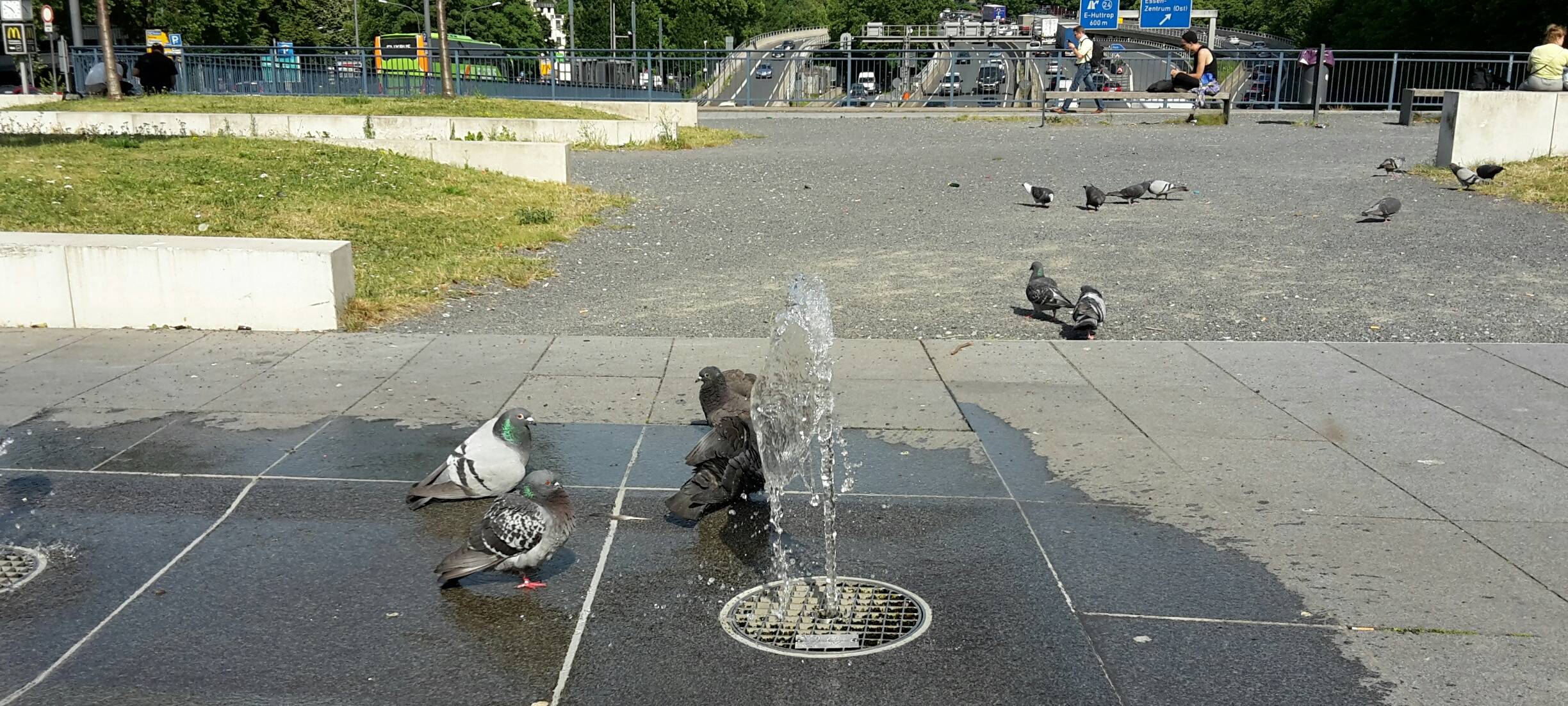 Wegen Corona: Verhungern Tauben in Essen?