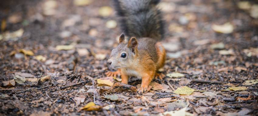Winter in Essen: Darauf müsst Ihr beim Füttern von Vögeln und Eichhörnchen achten