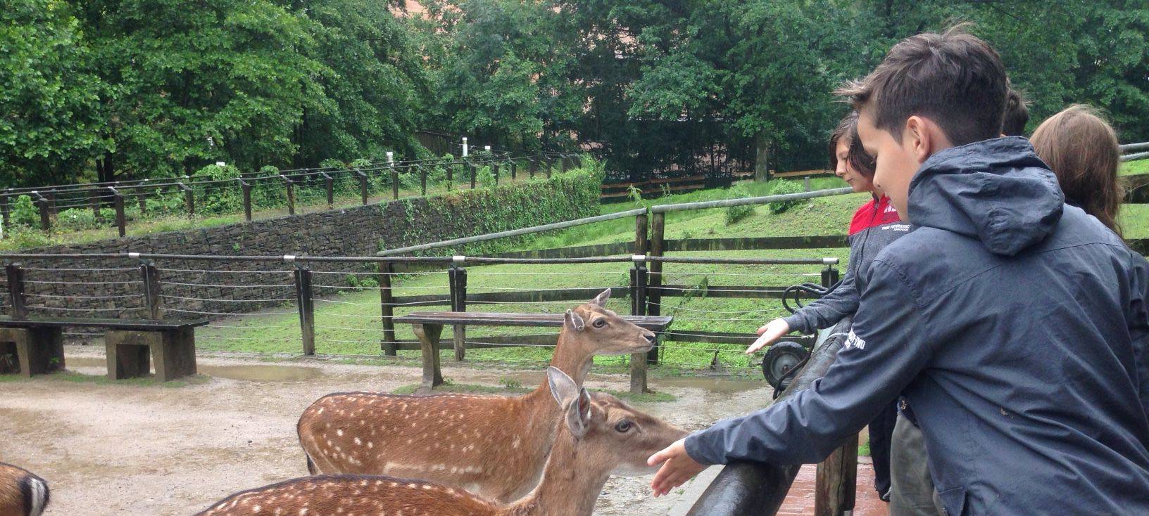 Kleine Hirsche werden im Grugapark von Kindern gefüttert.