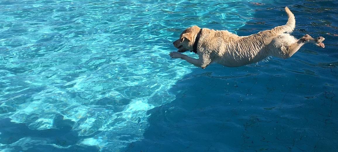 Grugabad Freunde: Essener Verein setzt sich für Zukunft des Freibades ein
