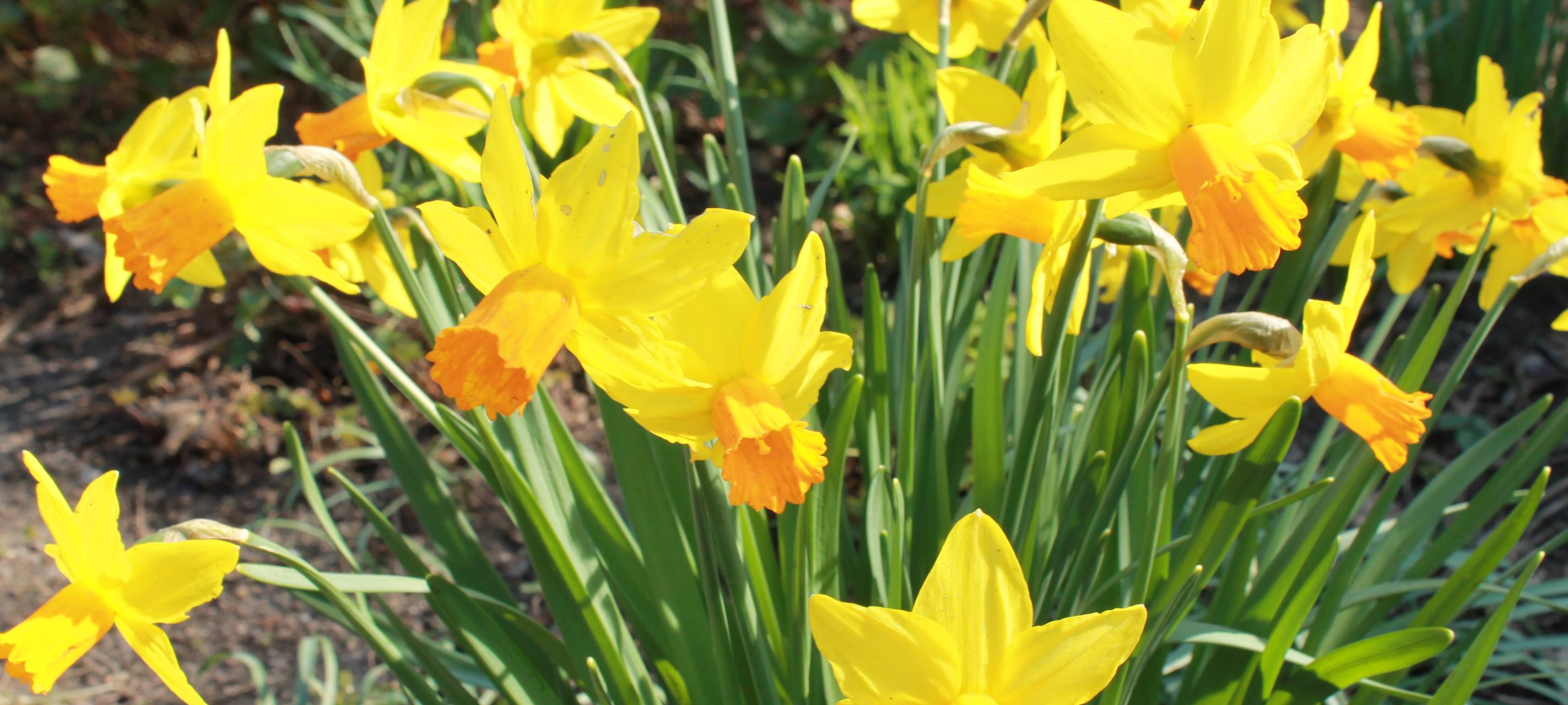 Wetter in Essen: Der Frühling kommt mit viel Sonne und bis zu 20 Grad!