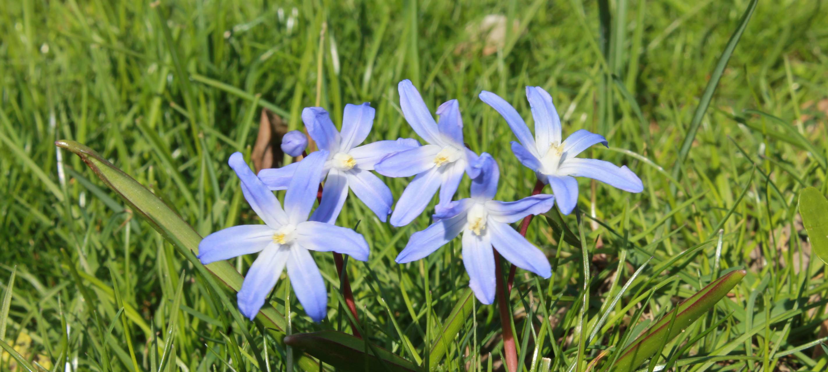 Essen: Innenstadt bekommt Blumenbeete in Stadtfarben