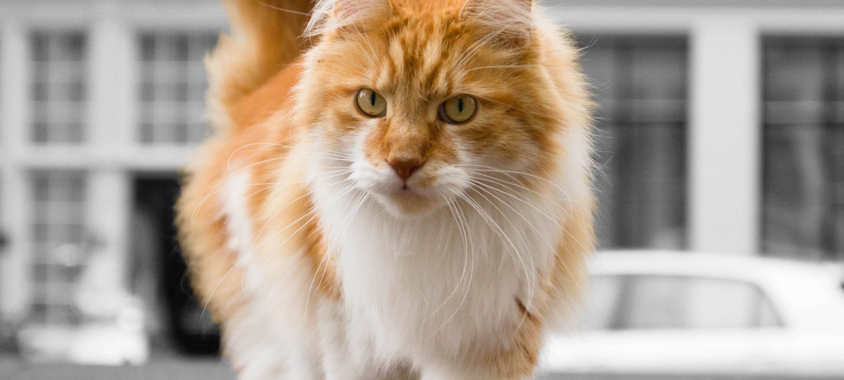 Katze in Essen sorgt für Probleme auf Autobahn