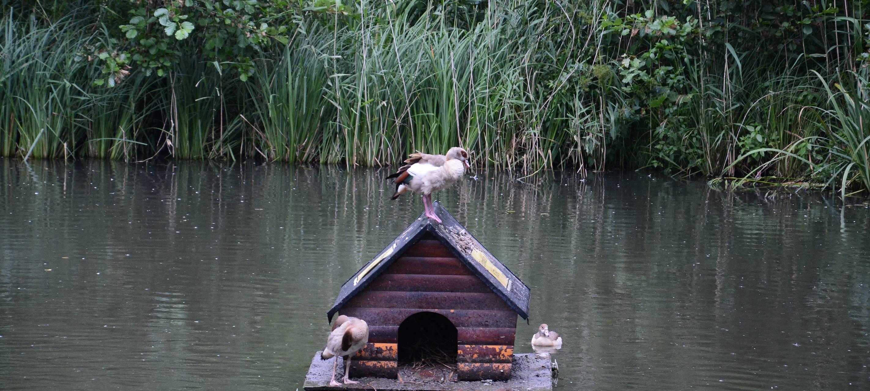 Gänse auf einem Holzhäuschen auf einem Teich im Volksgarten Kray.