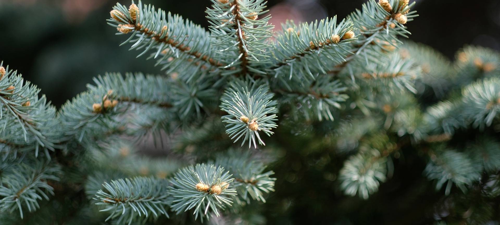 Tannenbaum in Essen entsorgen: Abholung startet
