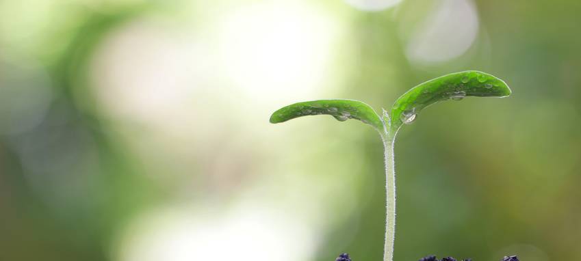 Essen: Internationale Pflanzenmesse IPM startet