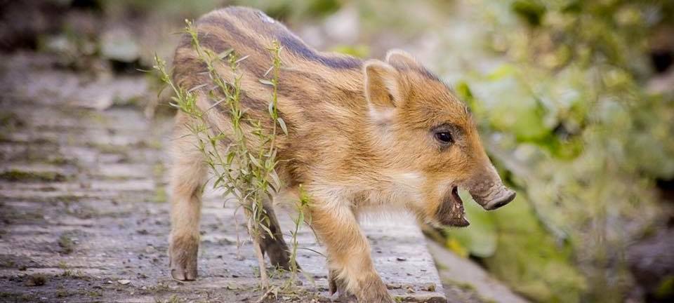 Ein kleines Wildschwein mit braunen Streifen im Heissiwald