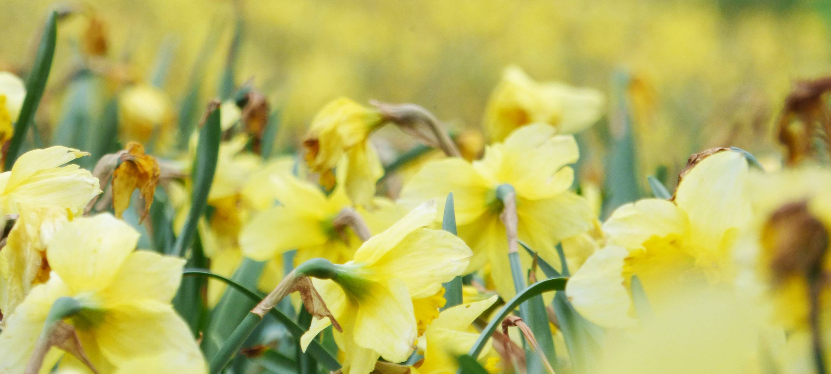Frühling mit Frost in Essen: Notfalltipps vom Gartenexperten