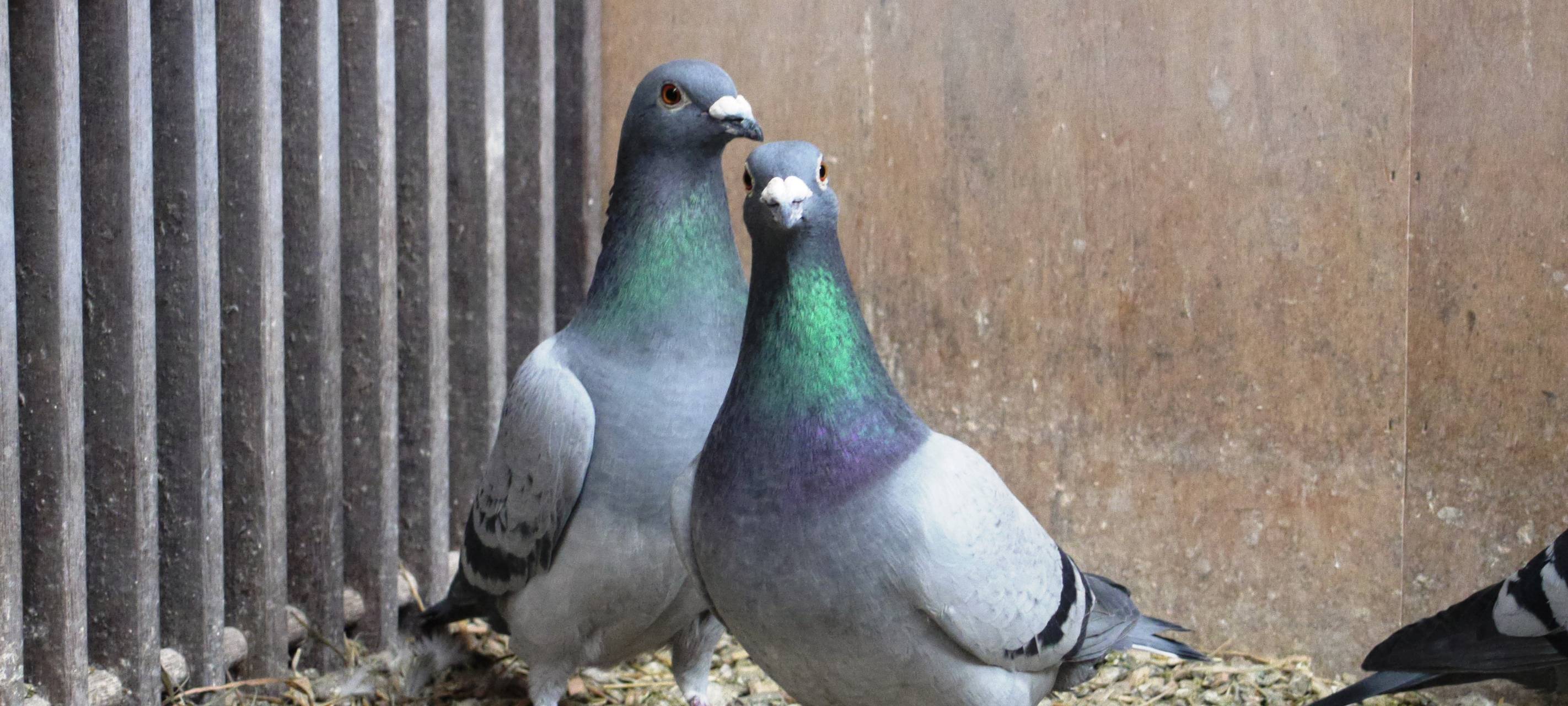 Stadt Essen sucht Lösungen für Tauben im Bernetunnel