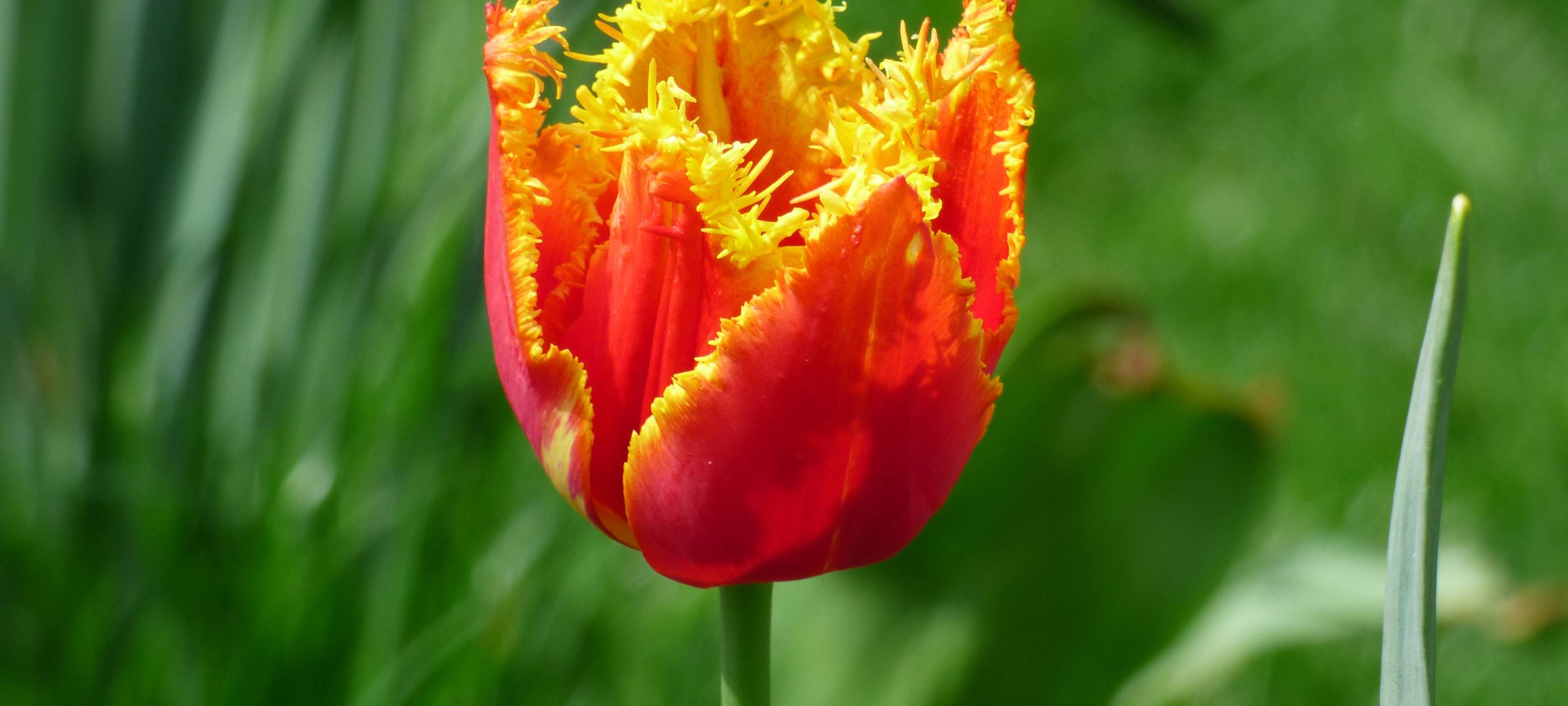 In Essen blühen die ersten Frühlingsblumen