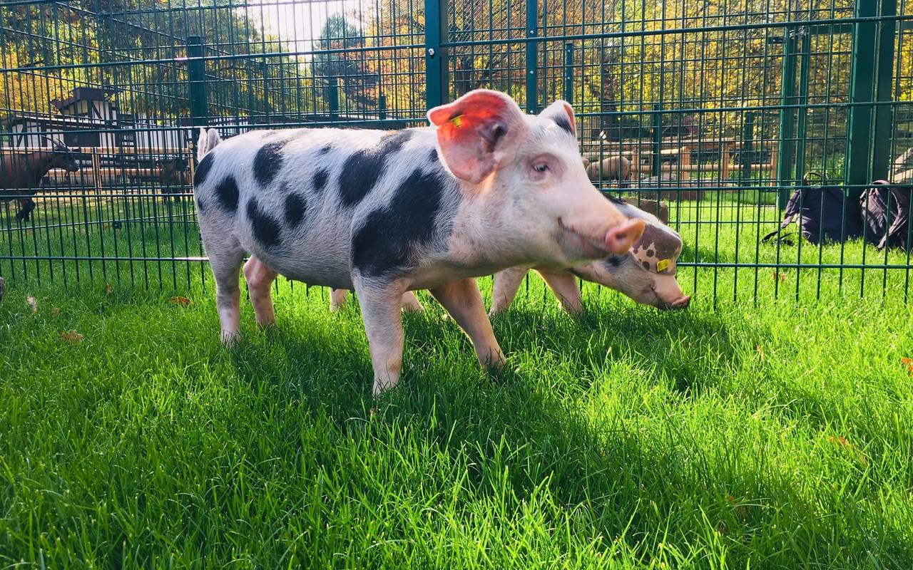 Die Bentheimer Schweine leben im Grugapark sind rosa mit schwarzen Flecken und langen Schweinenasen.