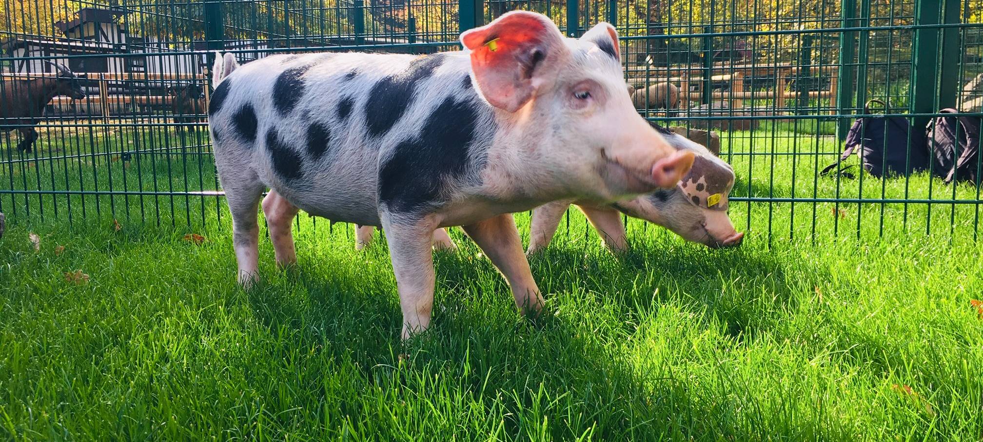 Die Bentheimer Schweine leben im Grugapark sind rosa mit schwarzen Flecken und langen Schweinenasen.