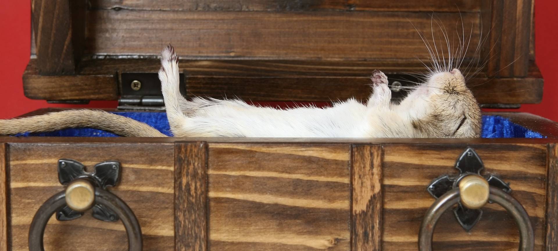 Essen: Haustier-Bestattung auf dem Friedhof?