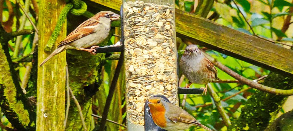 Weniger Vögel in Essen: Naturschutzbund warnt