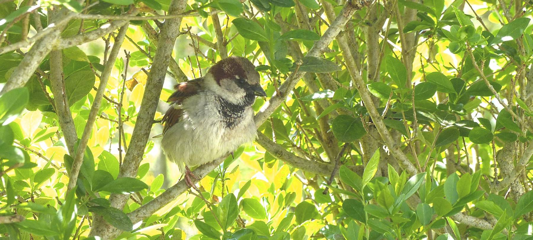 Stadtvögel wieder vermehrt in Essen - Hausbesitzer müssen aufpassen