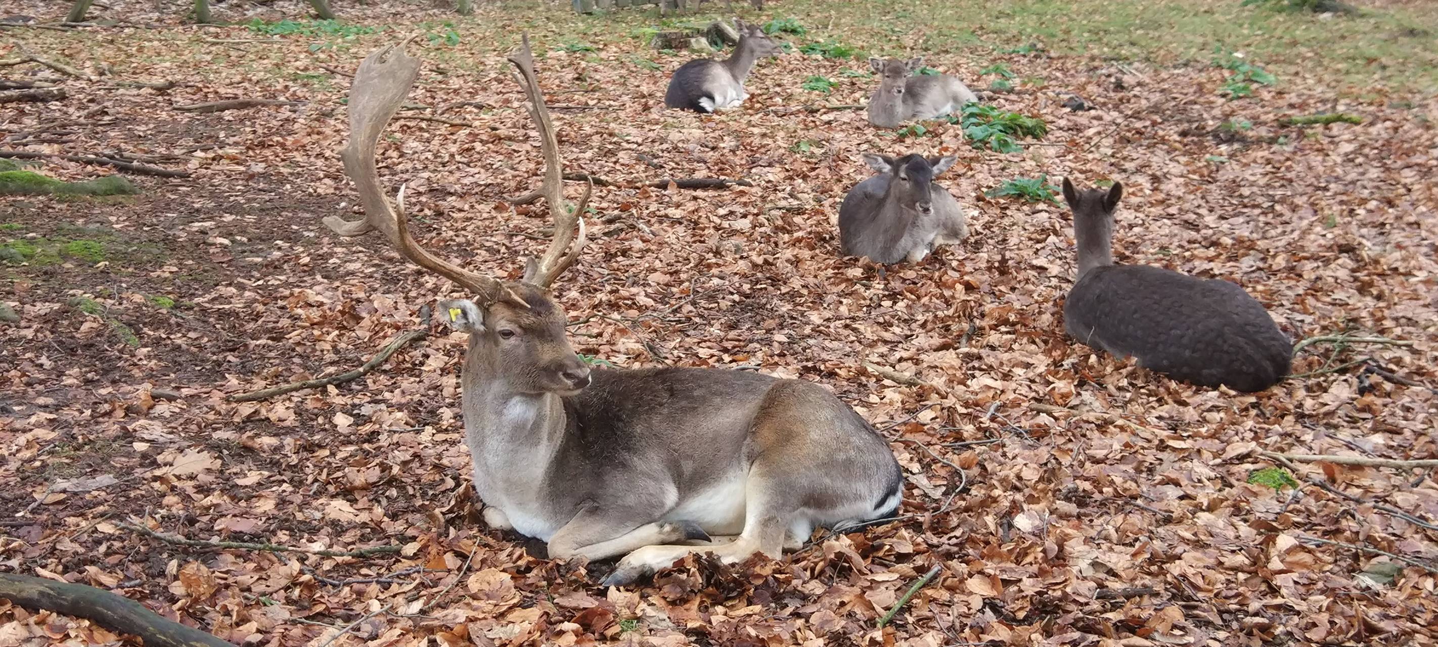 Rehe im Wildgehege im Heissiwald