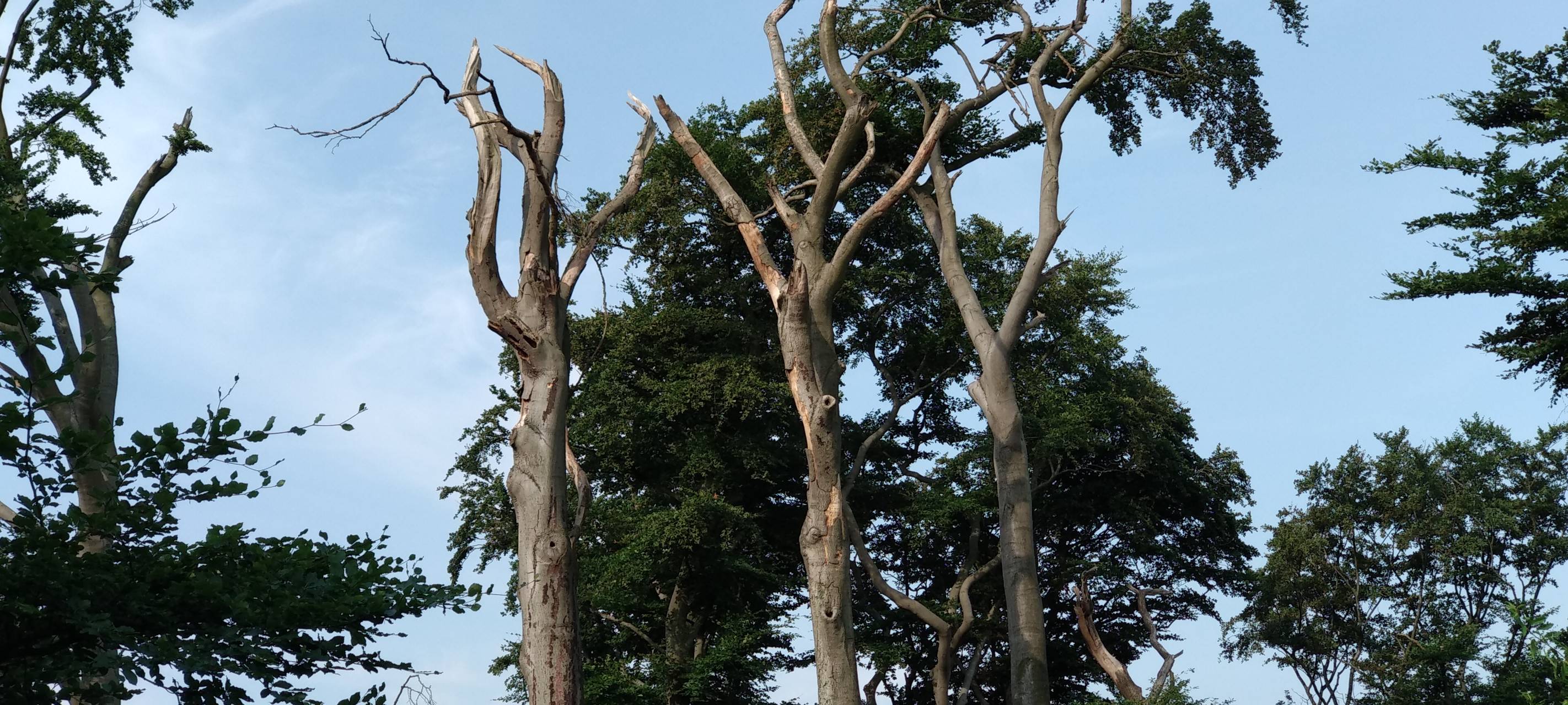 Stadt Essen: Fast 100 kranke Bäume müssen gefällt werden