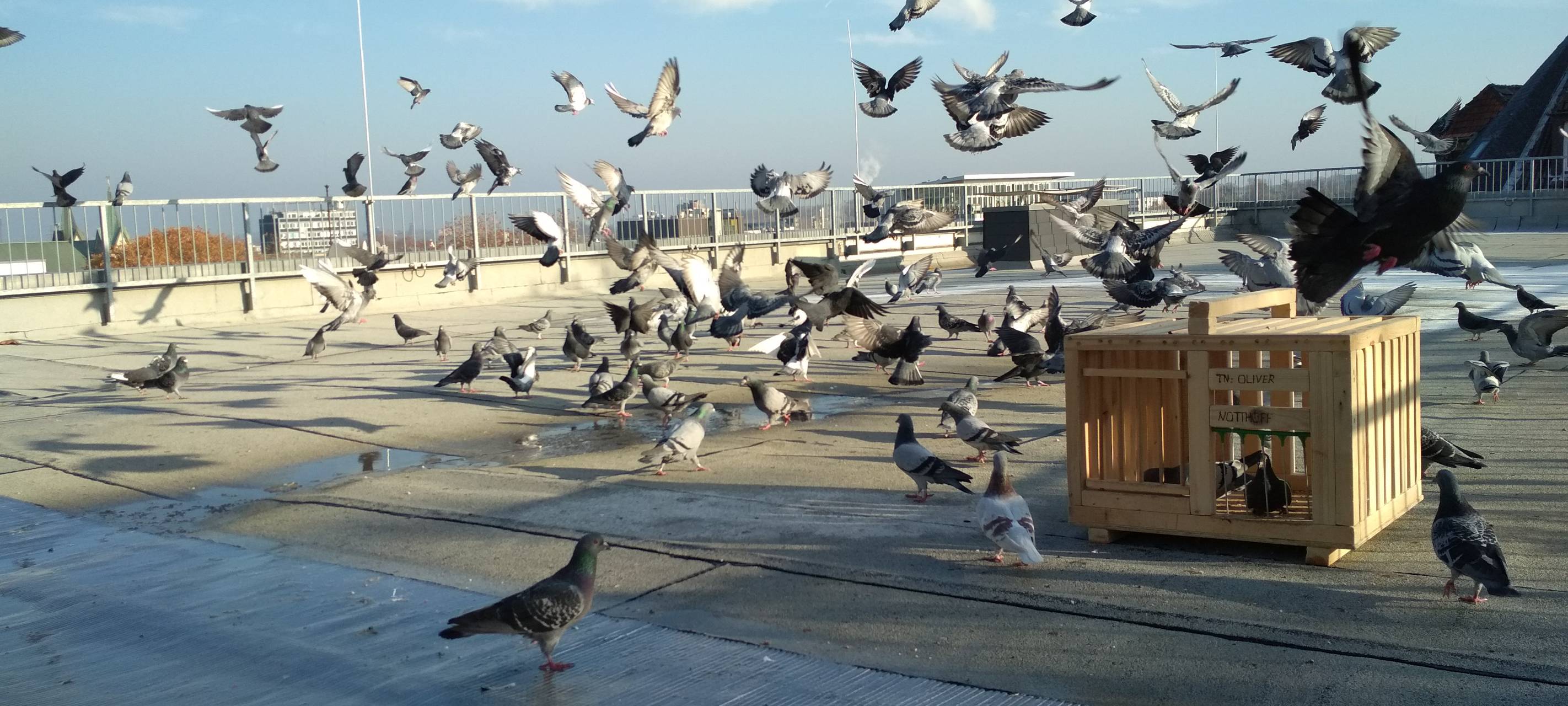 Tauben aus Essen beim wichtigsten Taubenrennen der Welt am Start