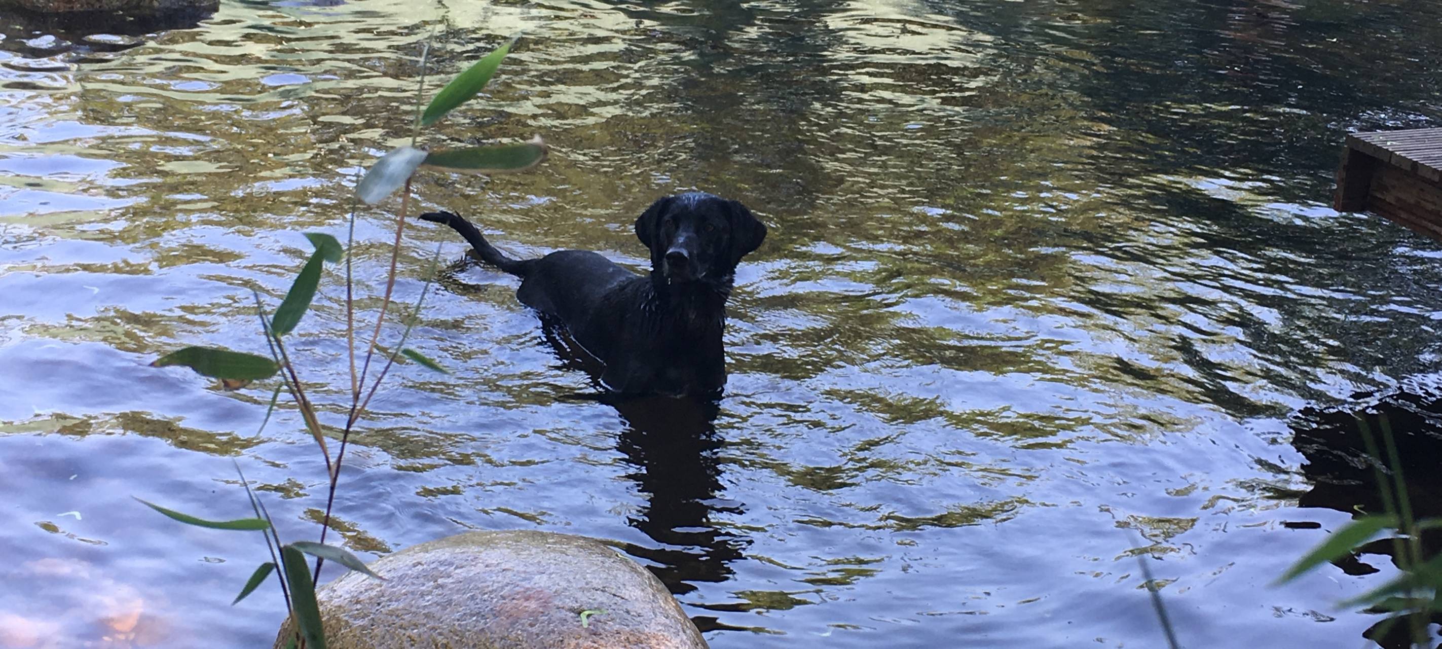 Tierheim Essen: Weniger Adoptionen wegen Coronavirus