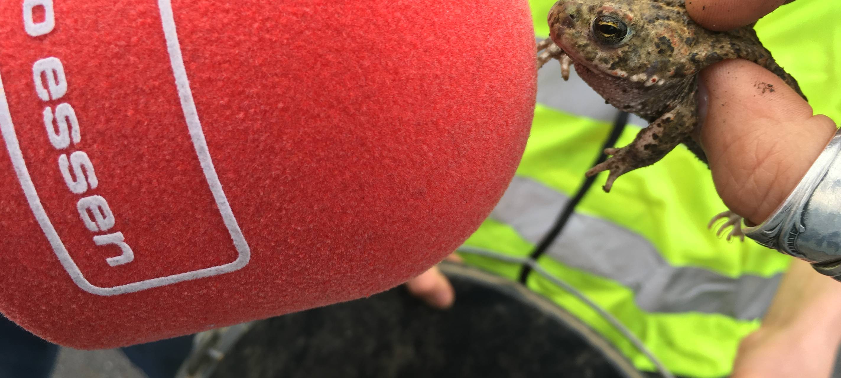 Krötenwanderung in Essen: "An die Kröten, fertig, los!"