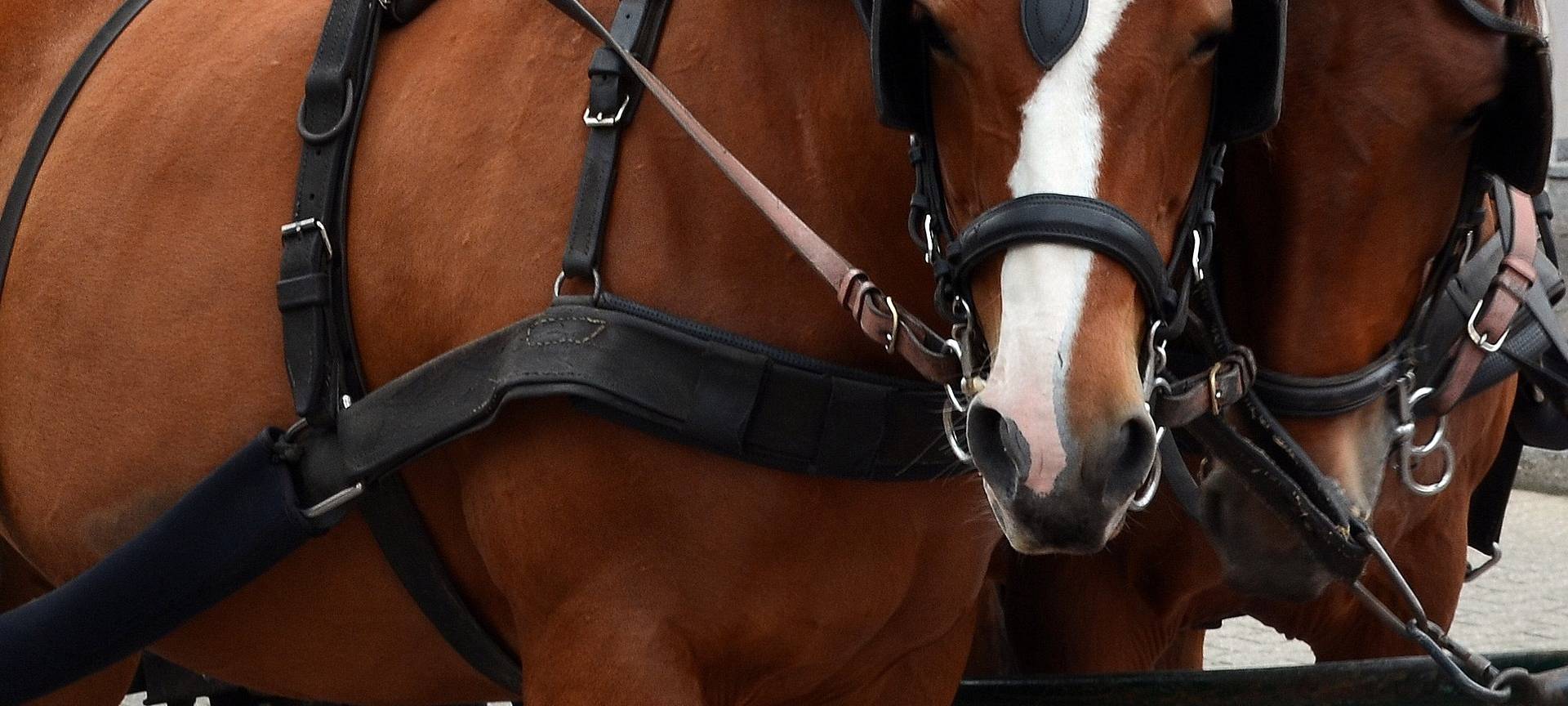 Equitana in Essen: Das ist geplant