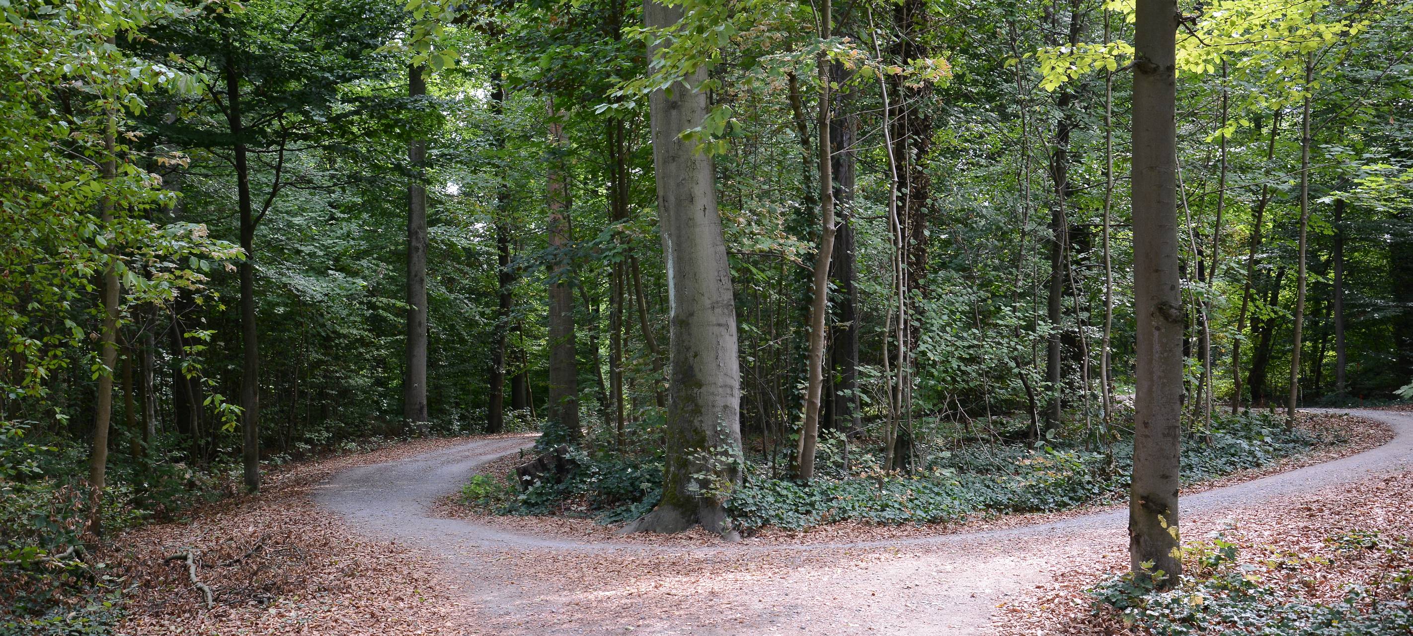 Essen: Klimabotschafter pflanzen Bäume in Stadtwald