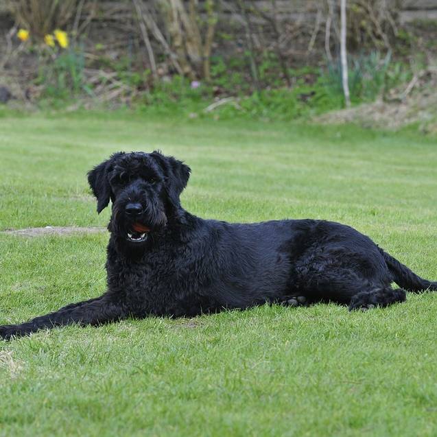 darf ich mit dem hund raus wenn ich corona habe