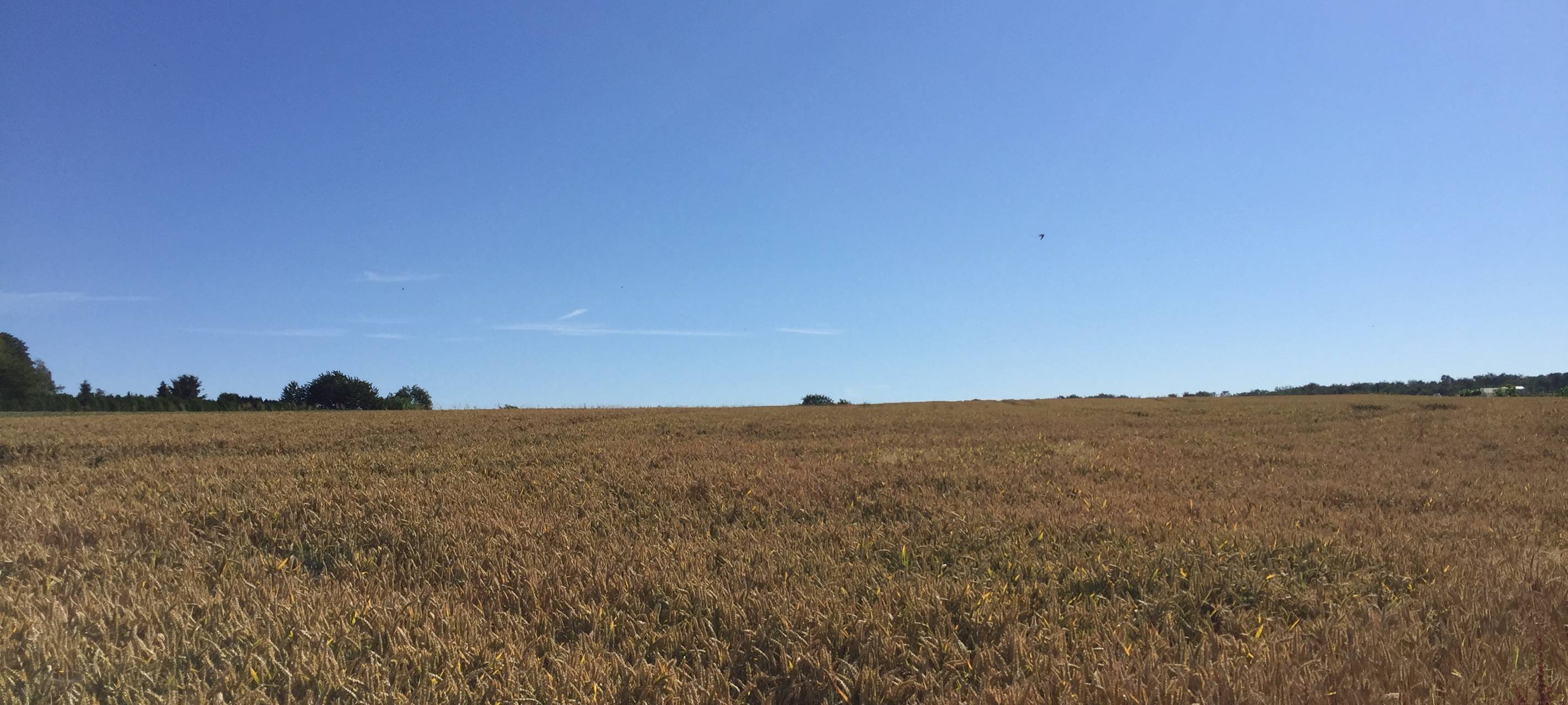 Essen sorgt für mehr Umweltschutz in der Landwirtschaft