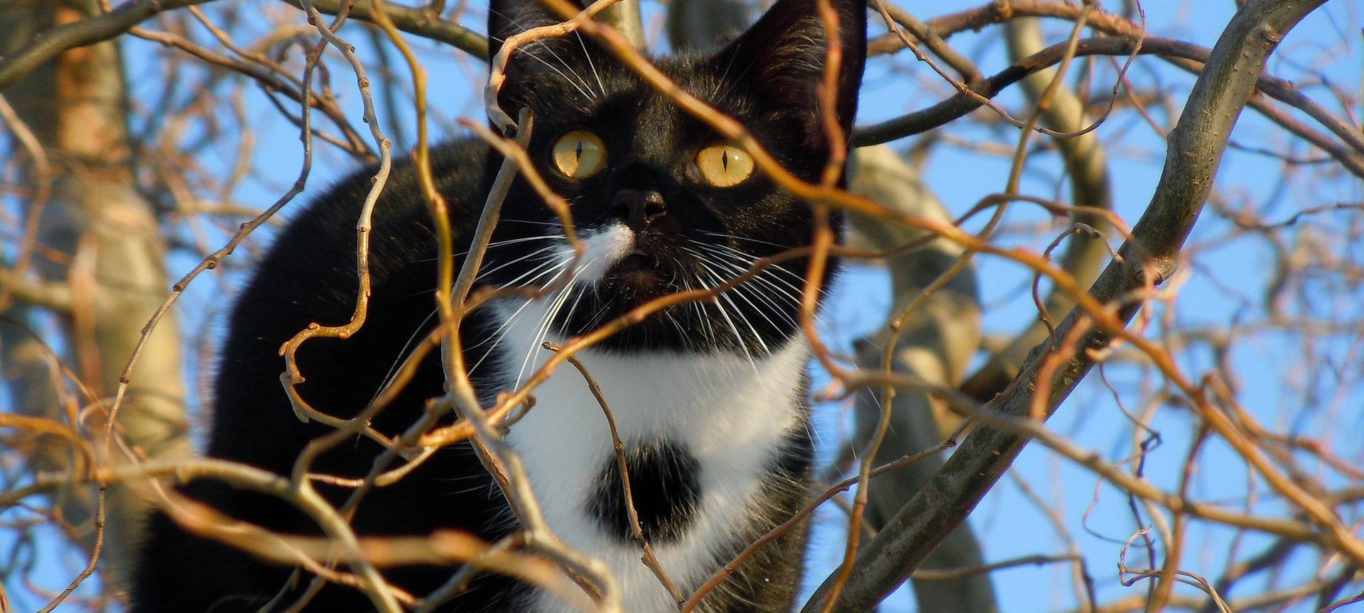 Schwarz-weiße Katze auf Baum