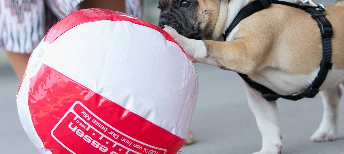 Kleine Dogge mit Radio Essen-Wasserball in rot-weiß