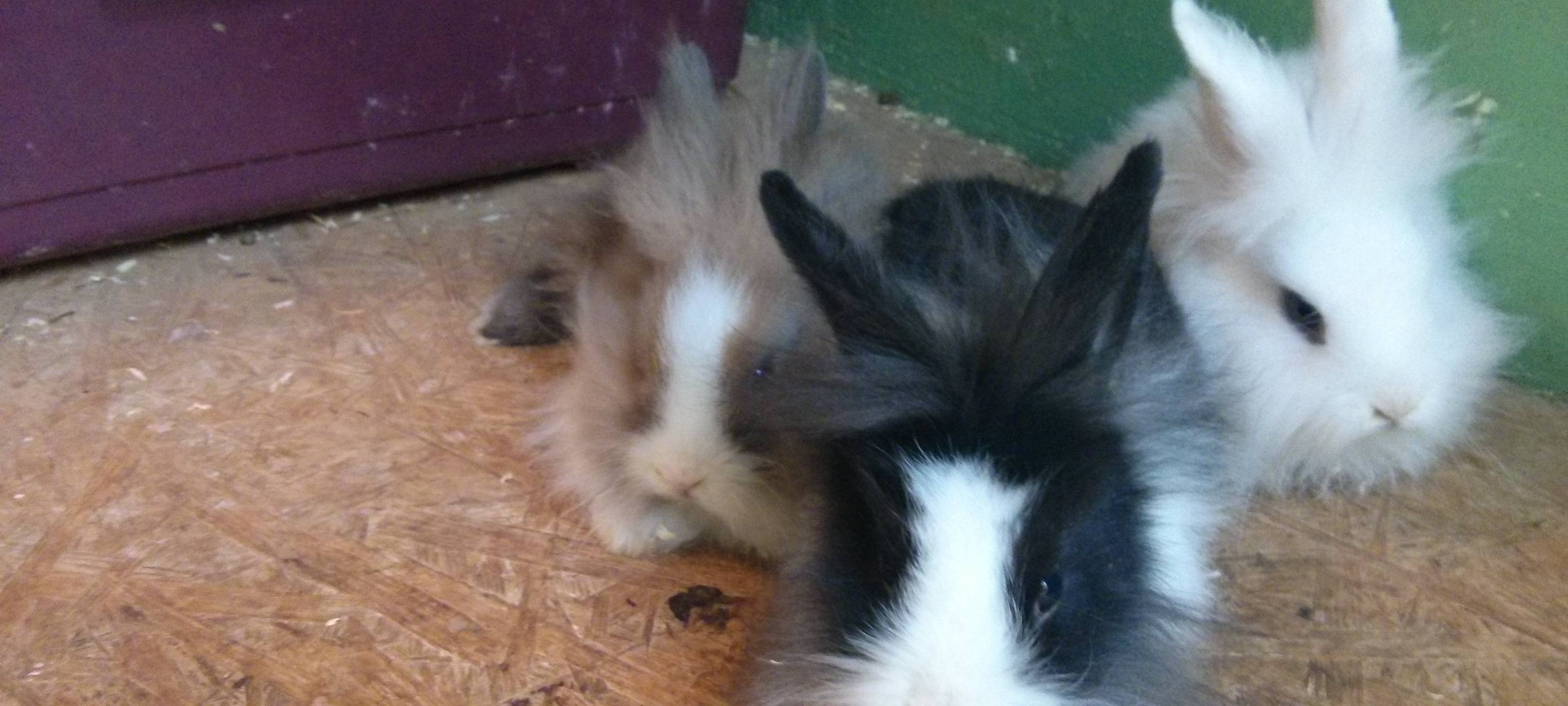 Drei Kaninchen kuscheln in ihrem Käfig