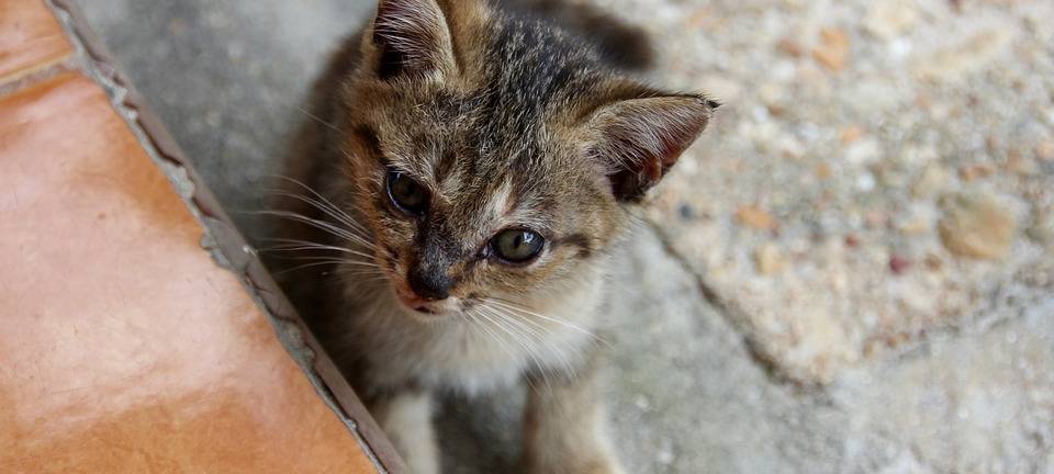 Baby-Katze auf Boden